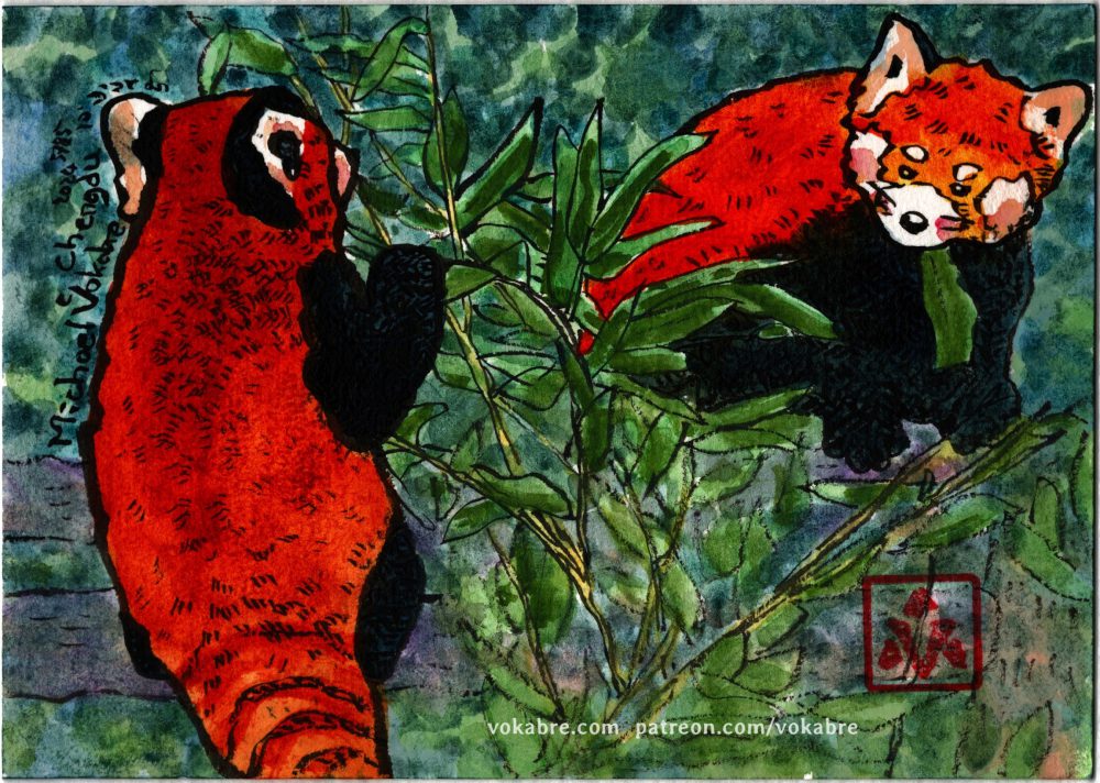 Chengdu Panda Base, red pandas